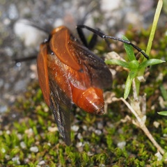 Metoecus paradoxus
