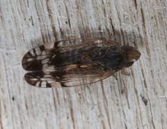 Platycixius calvus