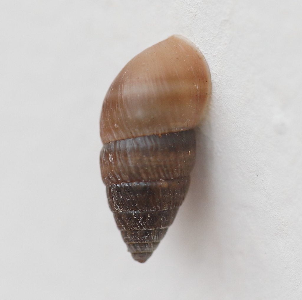 Naesiotus amastroides