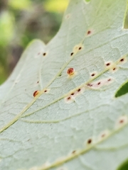 Neuroterus saltarius