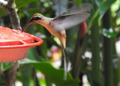 Phaethornis syrmatophorus