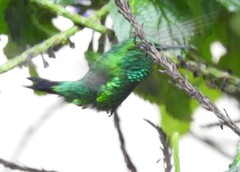 Chlorostilbon melanorhynchus