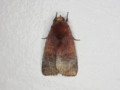 Hampsonodes