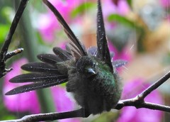 Chlorostilbon melanorhynchus