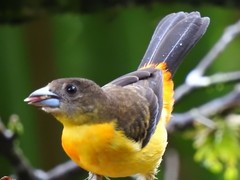 Ramphocelus flammigerus flammigerus