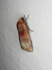 Hampsonodes