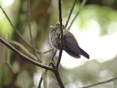 Chlorostilbon melanorhynchus