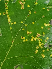 Neuroterus saltarius
