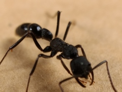 Leptogenys sjostedti