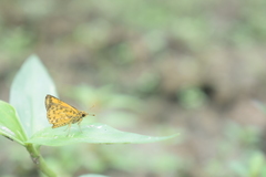 Ampittia dioscorides camertes