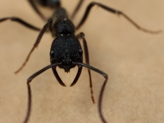 Leptogenys sjostedti
