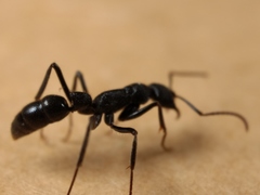 Leptogenys sjostedti