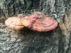 Ganoderma sessile