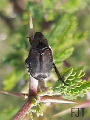 Strigoderma sulcipennis