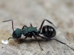 Polyrhachis lydiae