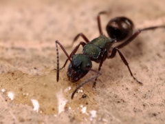 Polyrhachis lydiae