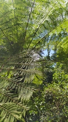 Cyathea divergens