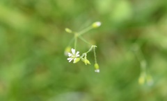 Drymaria villosa