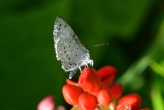 Celastrina echo gozora