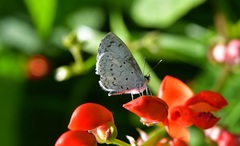 Celastrina echo gozora