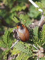 Strigoderma sulcipennis