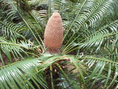 Cycas seemannii