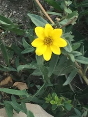 Engelmannia peristenia