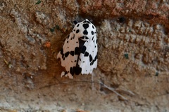 Hypercompe permaculata