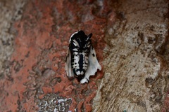 Hypercompe permaculata