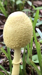 Leucocoprinus birnbaumii image