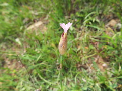 Petrorhagia prolifera