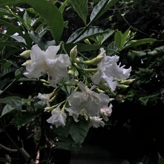 Tabernaemontana divaricata