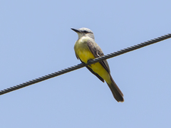 Tyrannus melancholicus