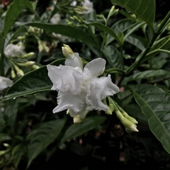 Tabernaemontana divaricata