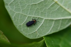 Xenochalepus maculicollis