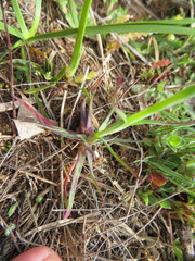 Petrorhagia prolifera