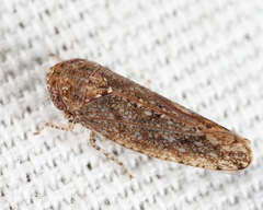 Paraphlepsius irroratus