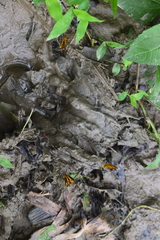 Ampittia dioscorides camertes