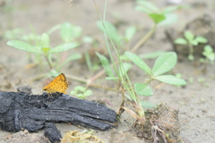 Ampittia dioscorides camertes