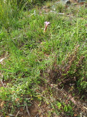 Petrorhagia prolifera