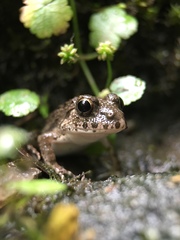 Fejervarya kawamurai