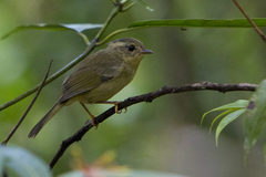Basileuterus tristriatus