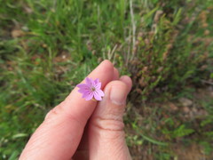 Petrorhagia prolifera