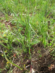 Petrorhagia prolifera