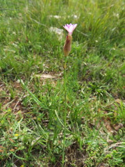 Petrorhagia prolifera