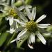 Pinebarren Aster - Photo (c) Jason Sharp, some rights reserved (CC BY-NC-SA), uploaded by Jason Sharp