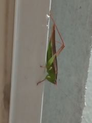 Conocephalus magdalenae