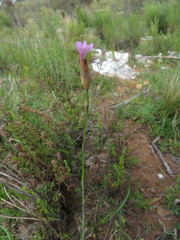 Petrorhagia prolifera
