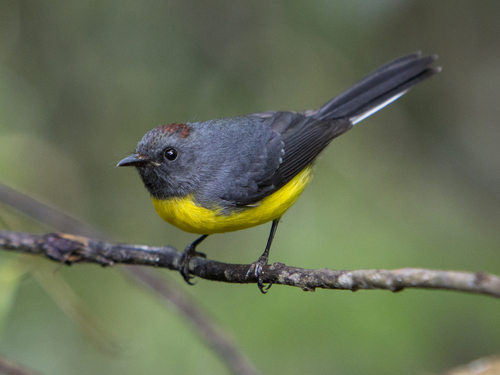 Subspecies Myioborus miniatus pallidiventris · iNaturalist