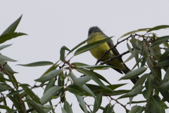 Tyrannus melancholicus